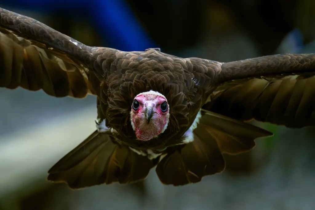 Hooded vulture at Blair Drummond Safari Park