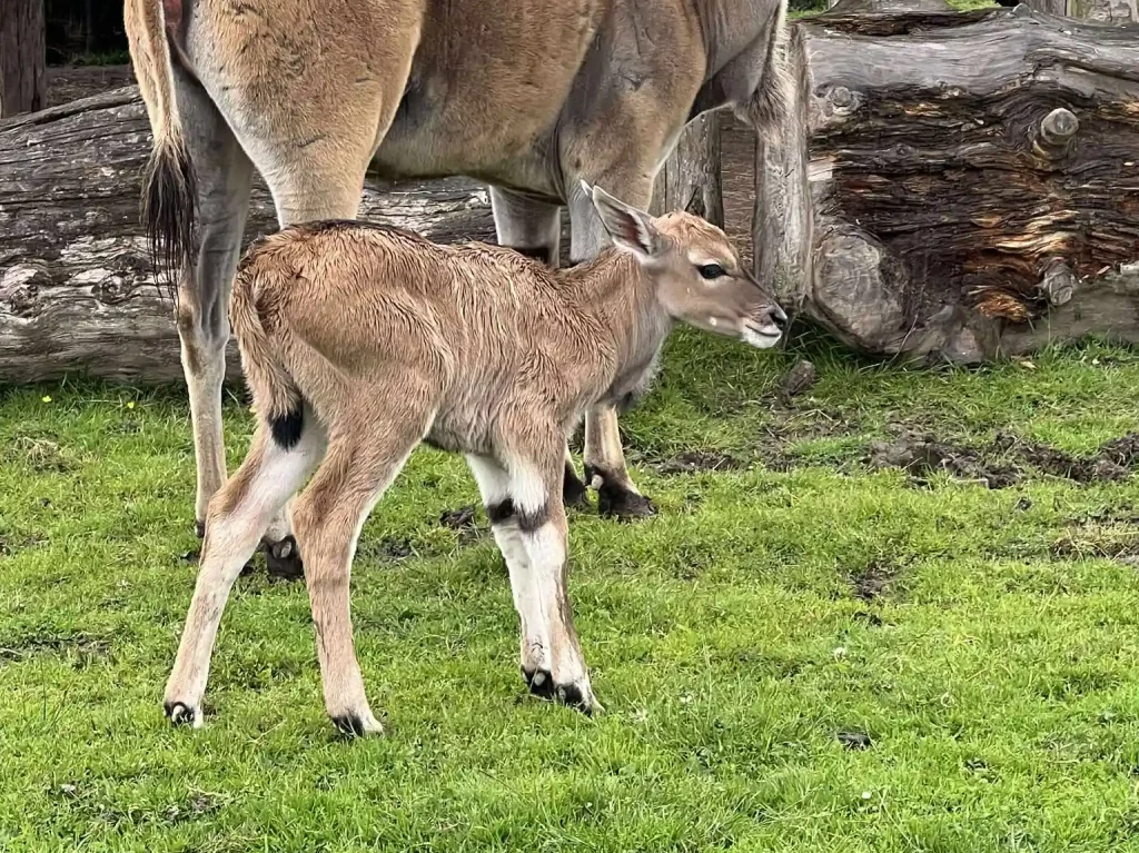 New eland calf at Blair Drummond Safari Park