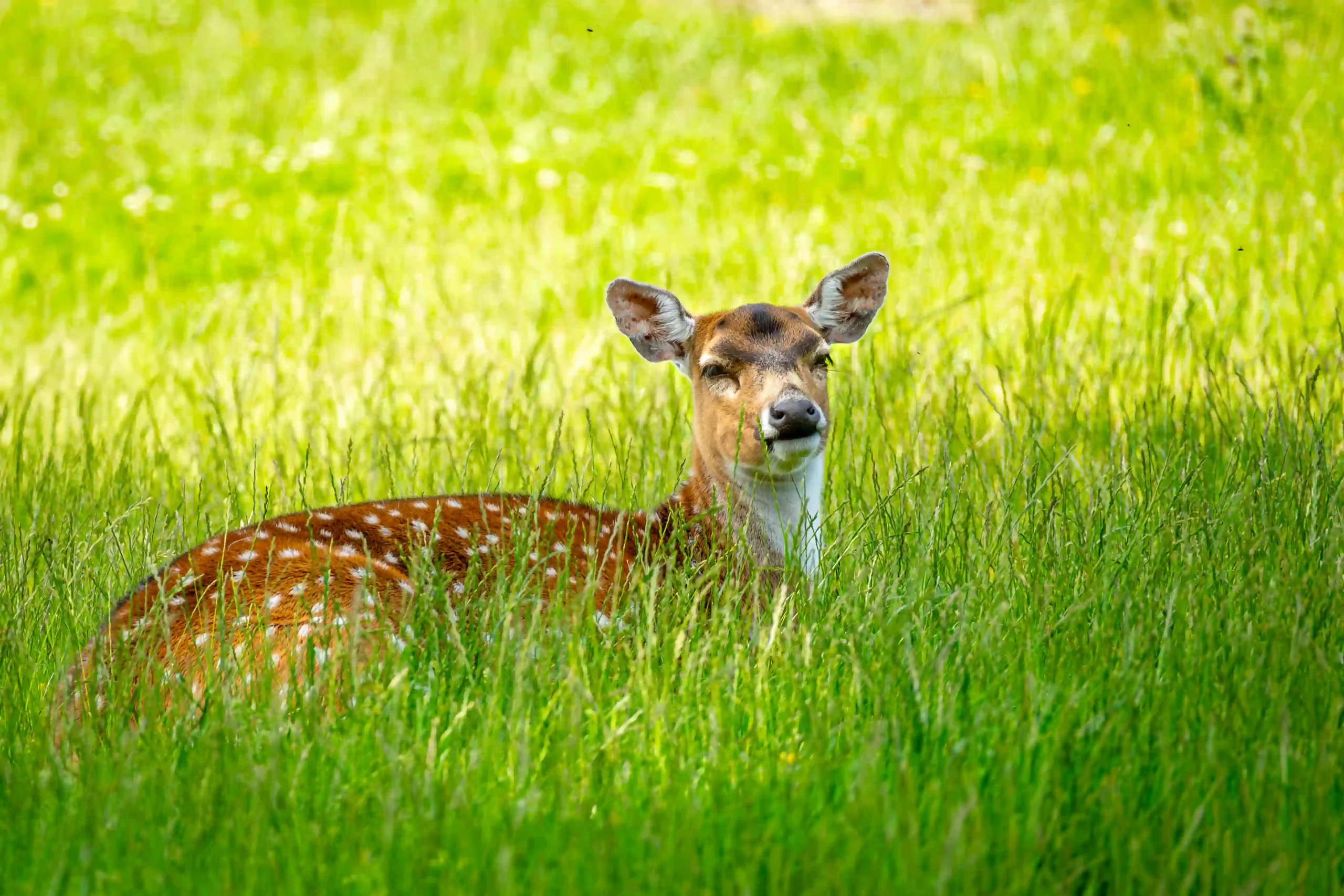 Axis deer