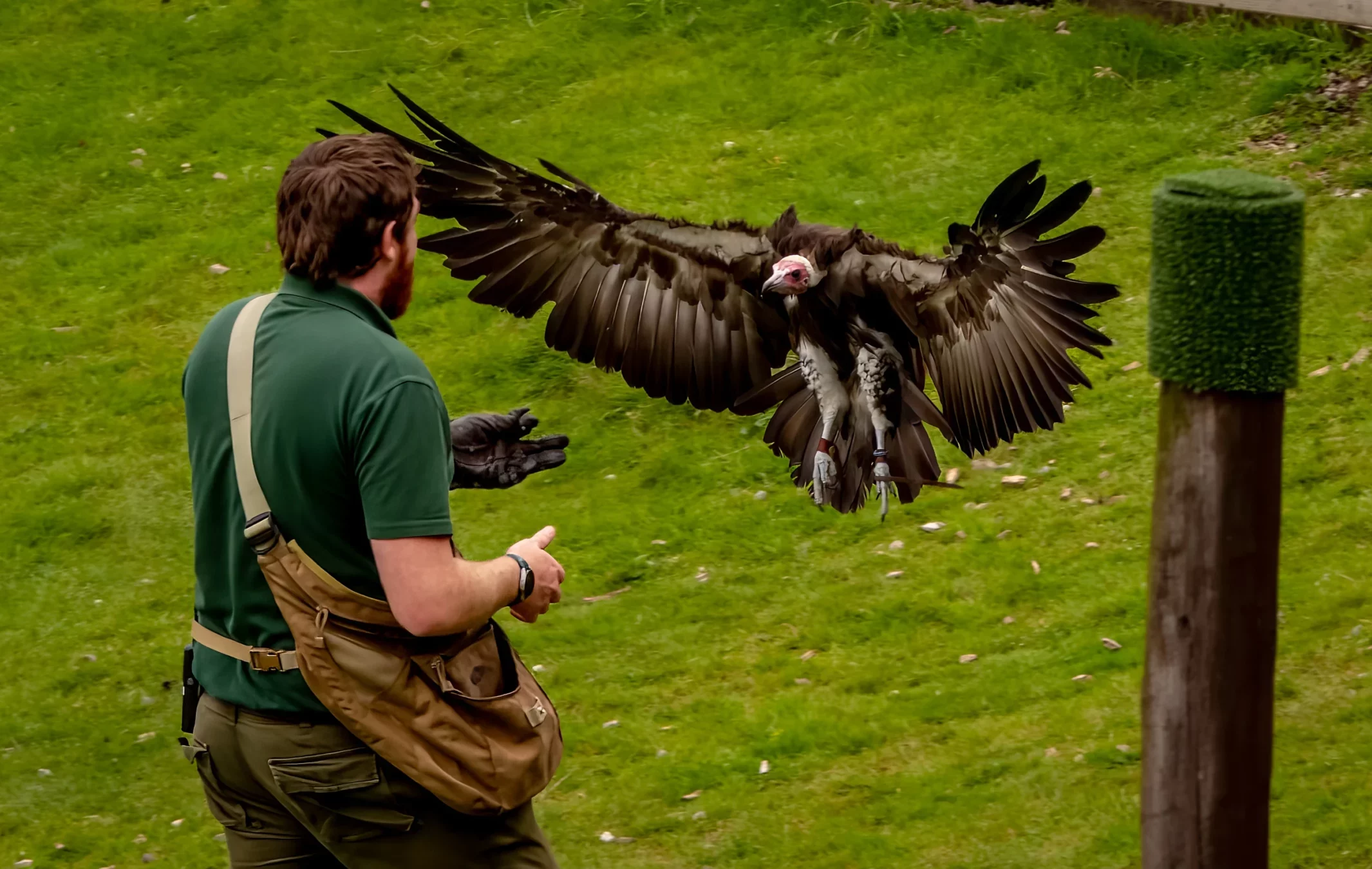 Celebrate International Vulture Awareness Day