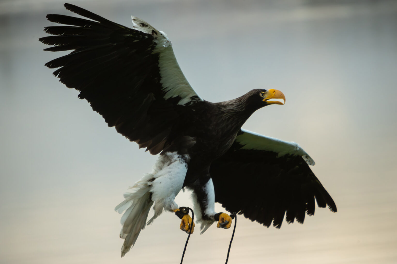 bird-of-prey-flying-display-blair-drummond-safari-park