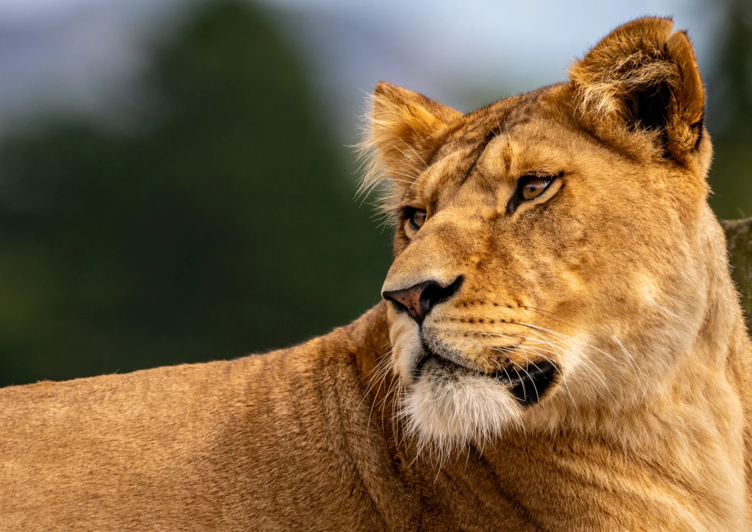 Blair Drummond Safari Park - Scotland's only drive-through safari with lions, tigers and adventure playground