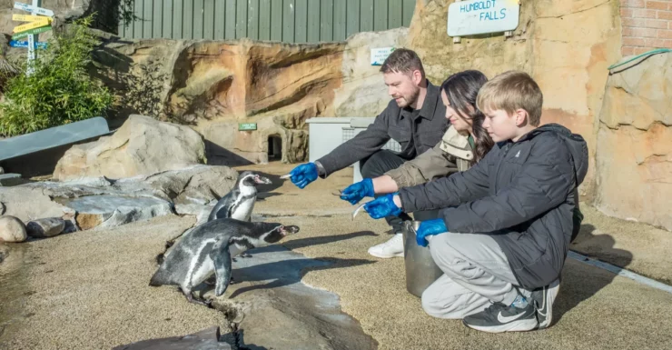 A family feeding fish to some penguins.