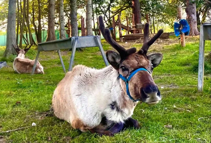 reindeer at Blair Drummond Safari Park
