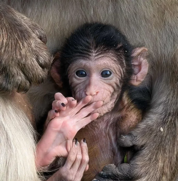 Baby macaque at Blair Drummond Safari Park