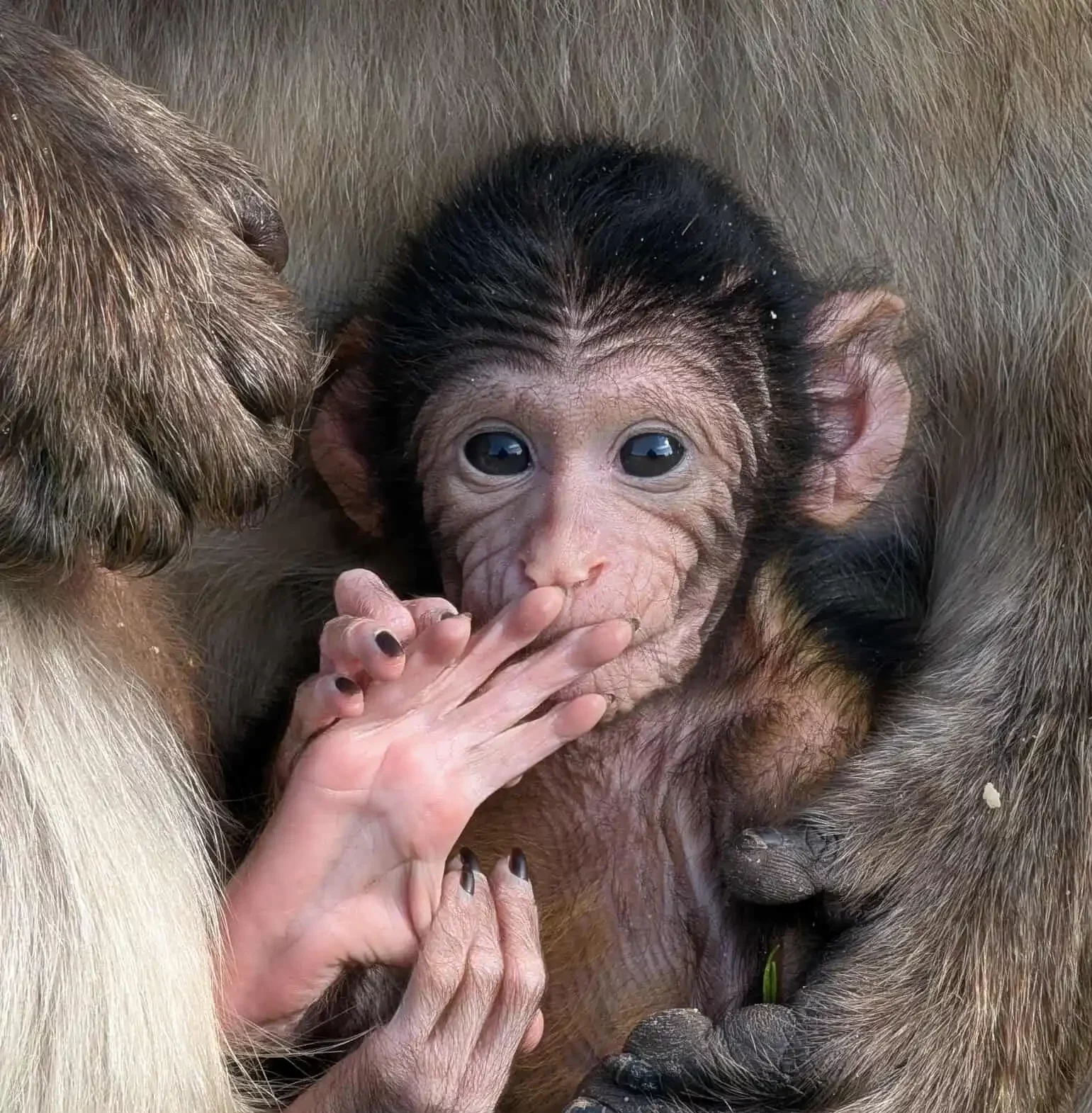 Baby macaque at Blair Drummond Safari Park