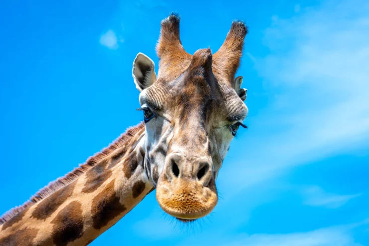 giraffe at Blair Drummond Safari Park