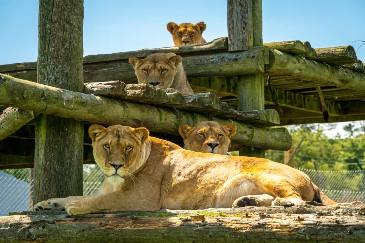 Lions at Blair Drummond Safari Park