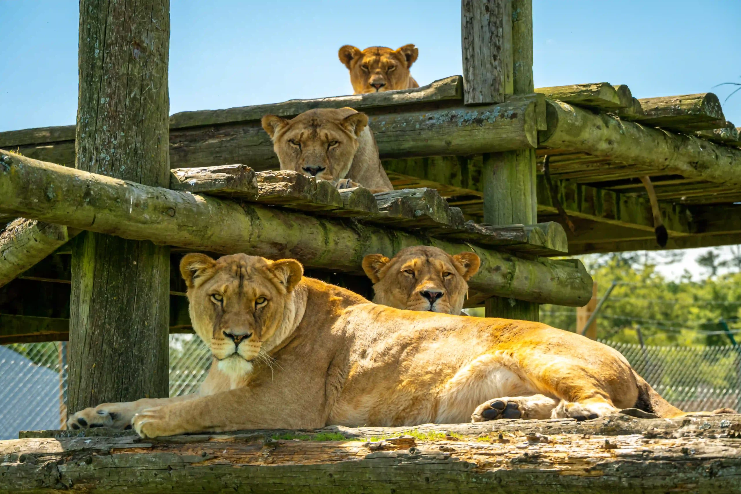 Lions at Blair Drummond Safari Park