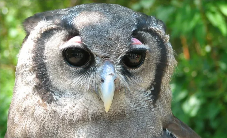 milky eagle owl